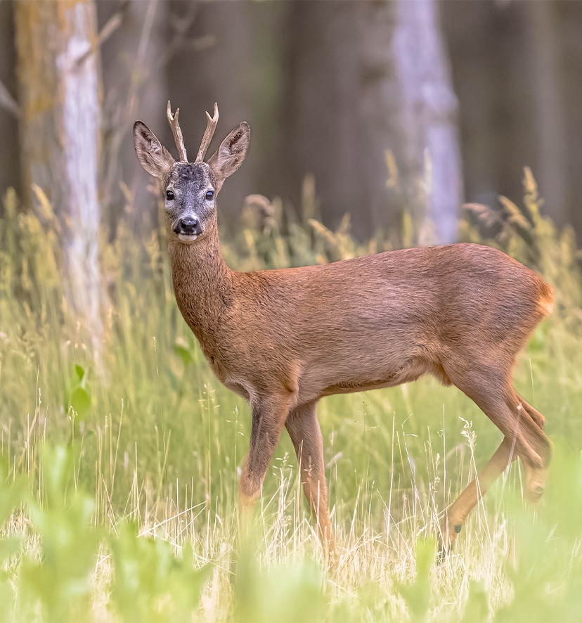 Deer Stalking Hampshire Deer Stalking Hampshire