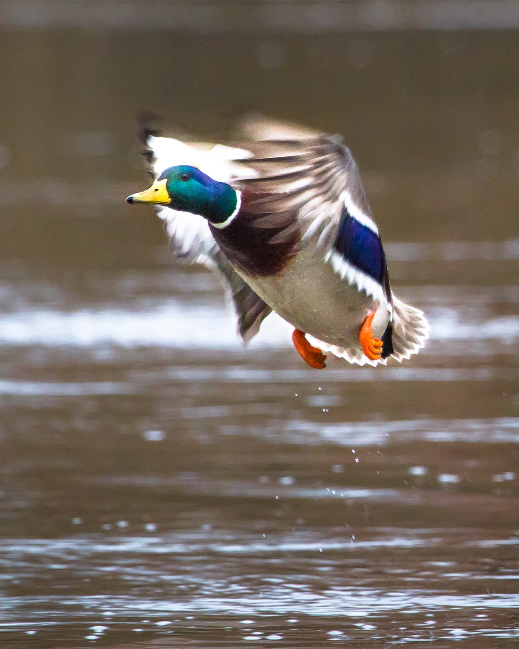 Duck Flighting Hampshire Duck Flighting Hampshire