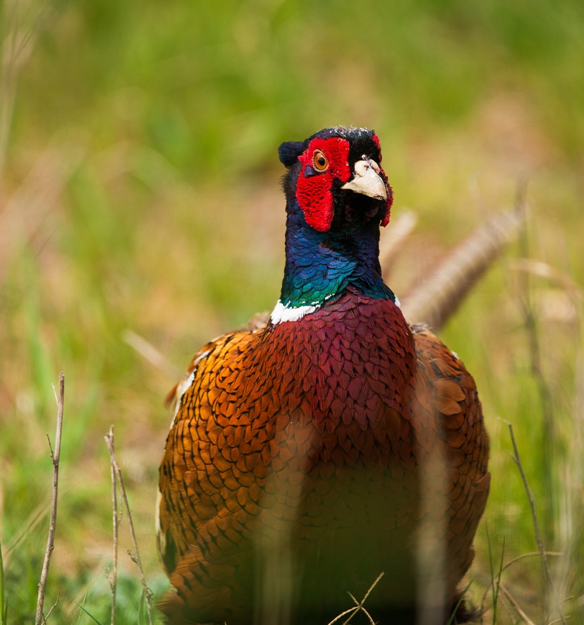 Pheasant Partridge Shooting Hampshire Pheasant Partridge Shooting Hampshire